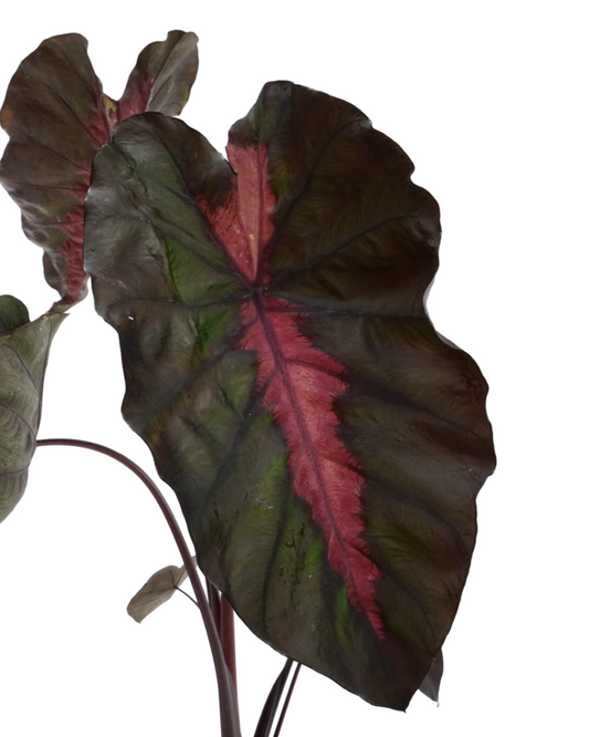 Colocasia 'Redemption'