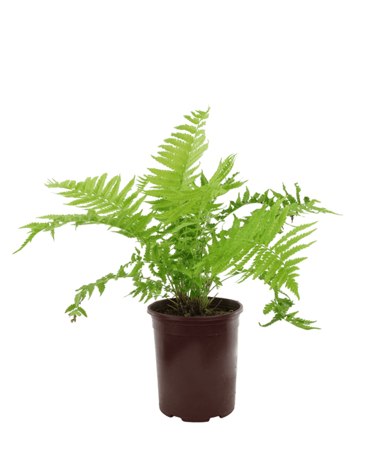 Matteuccia struthiopteris - The Garden Corner