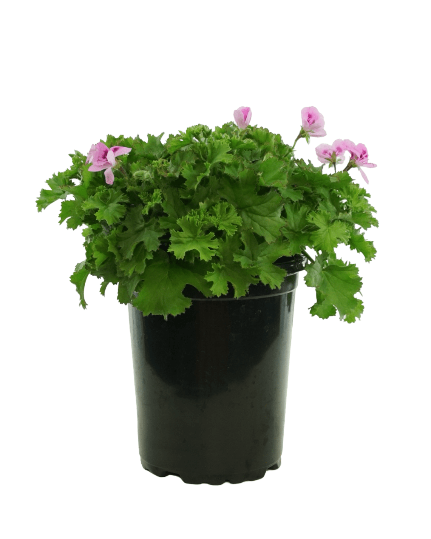 Pelargonium 'Lemona' - The Garden Corner