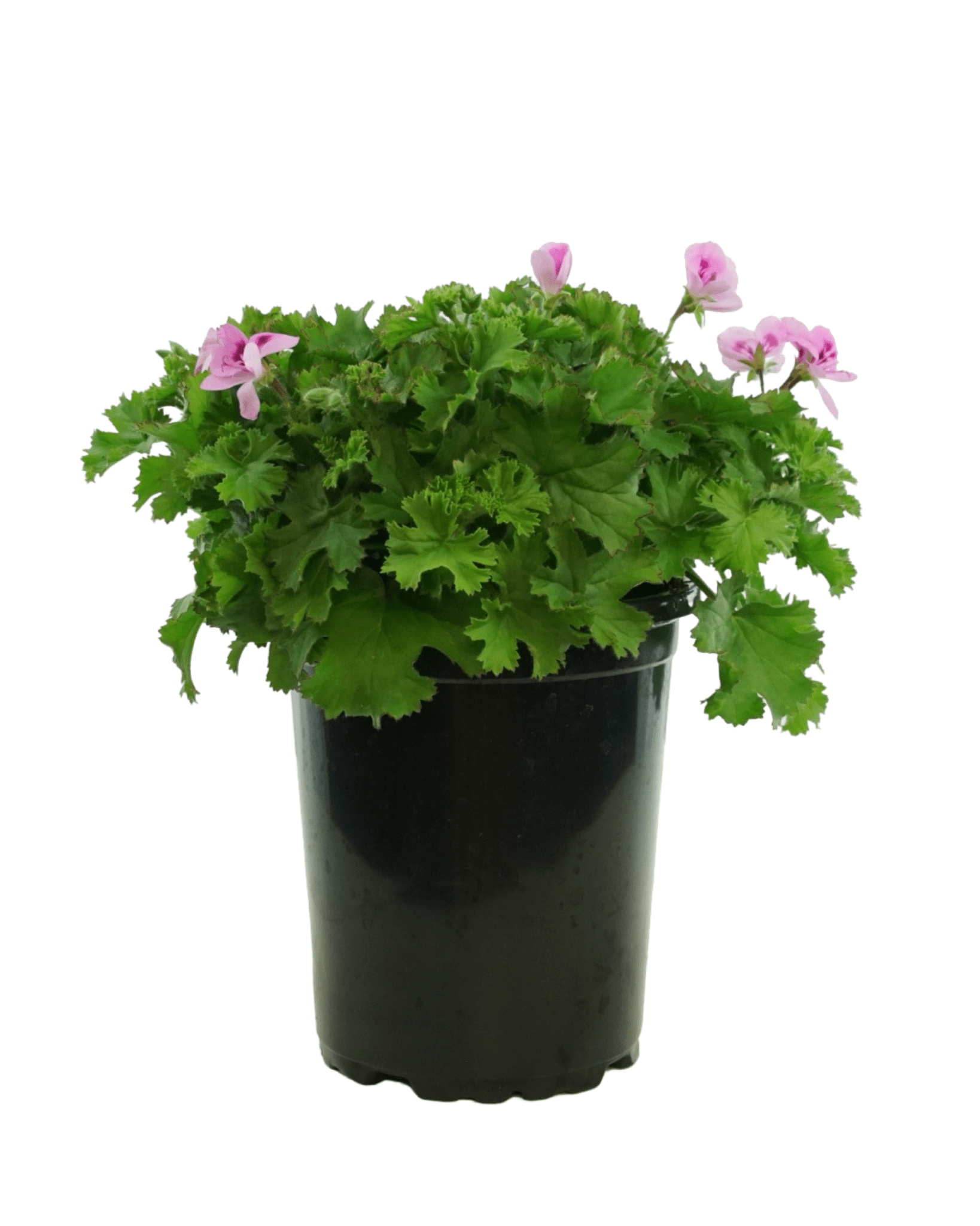 Pelargonium 'Lemona' - The Garden Corner