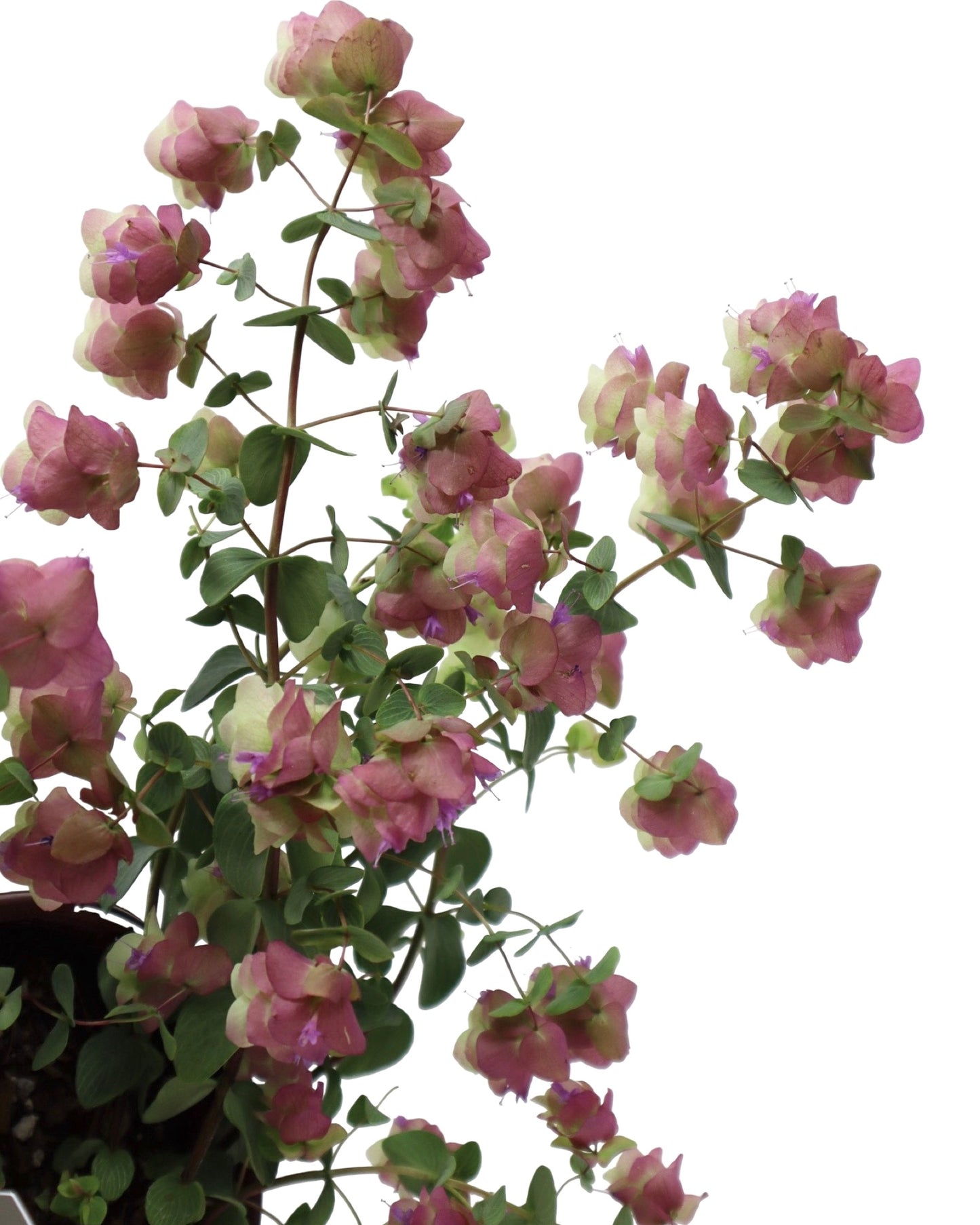 Origanum rotundifolium 'Kent Beauty' - Perennials