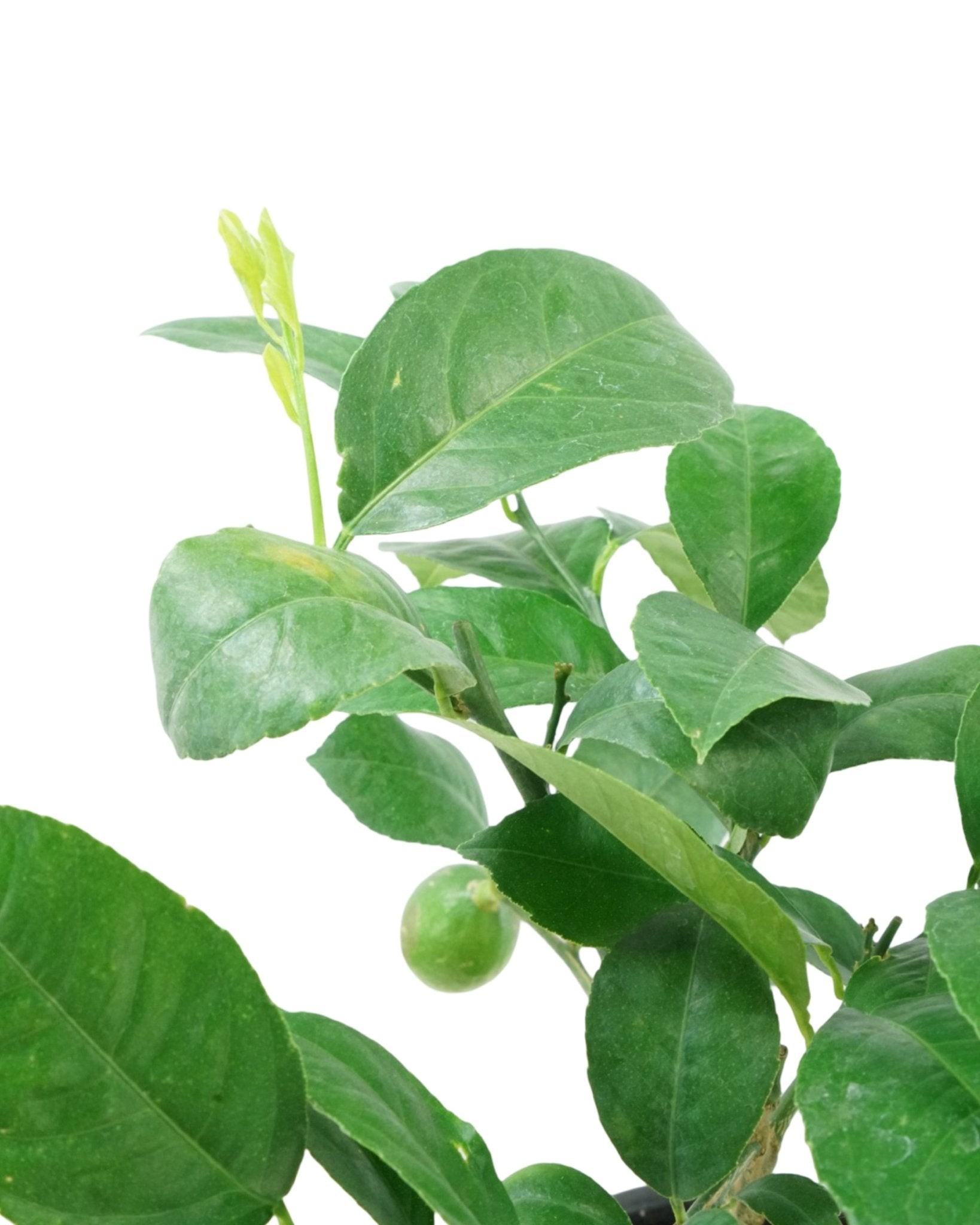 Citrus limon 'Improved Meyer Lemon' 1 Gallon - The Garden Corner