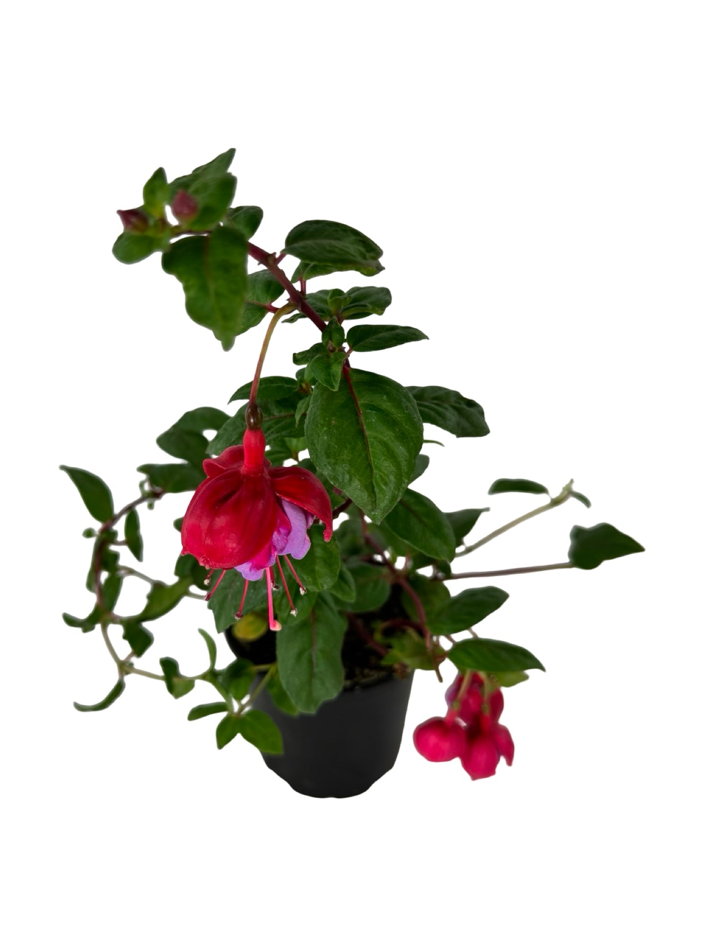 Fuchsia 'Blue Eyes' - Annuals