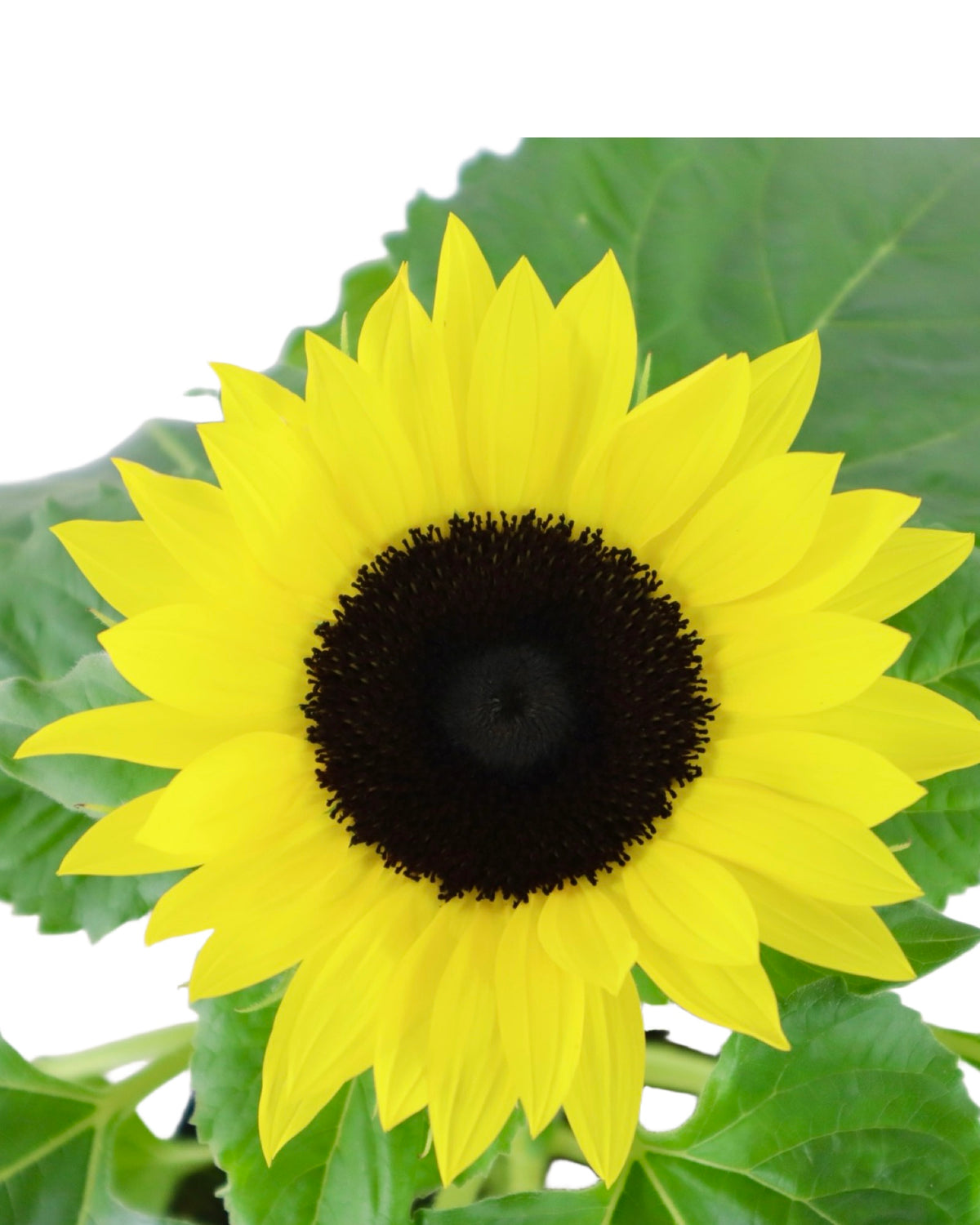 Sunflower Unknown Variety - Annuals