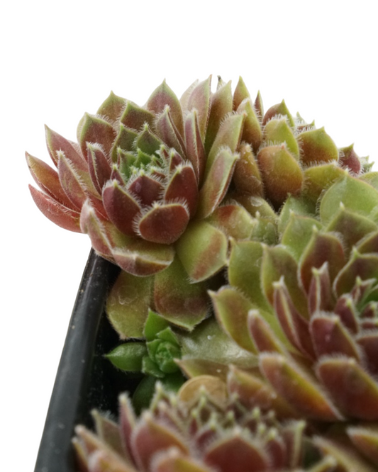 Sempervivum 'Leneca'