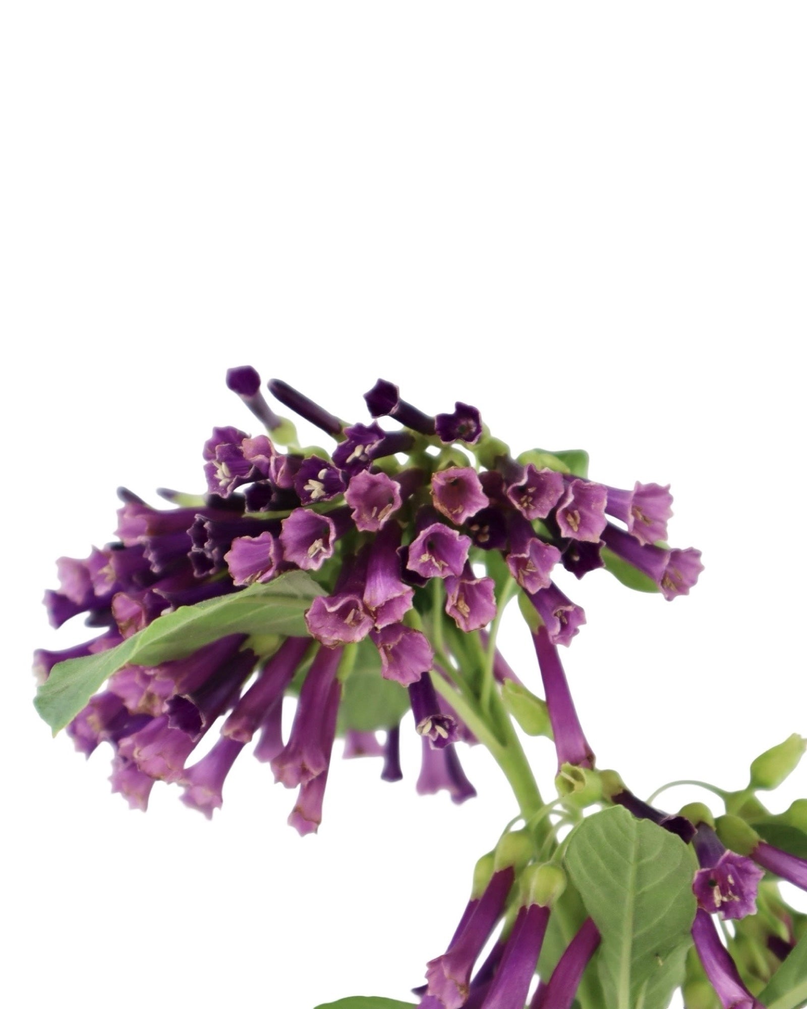 Iochroma cyaneum - Perennials