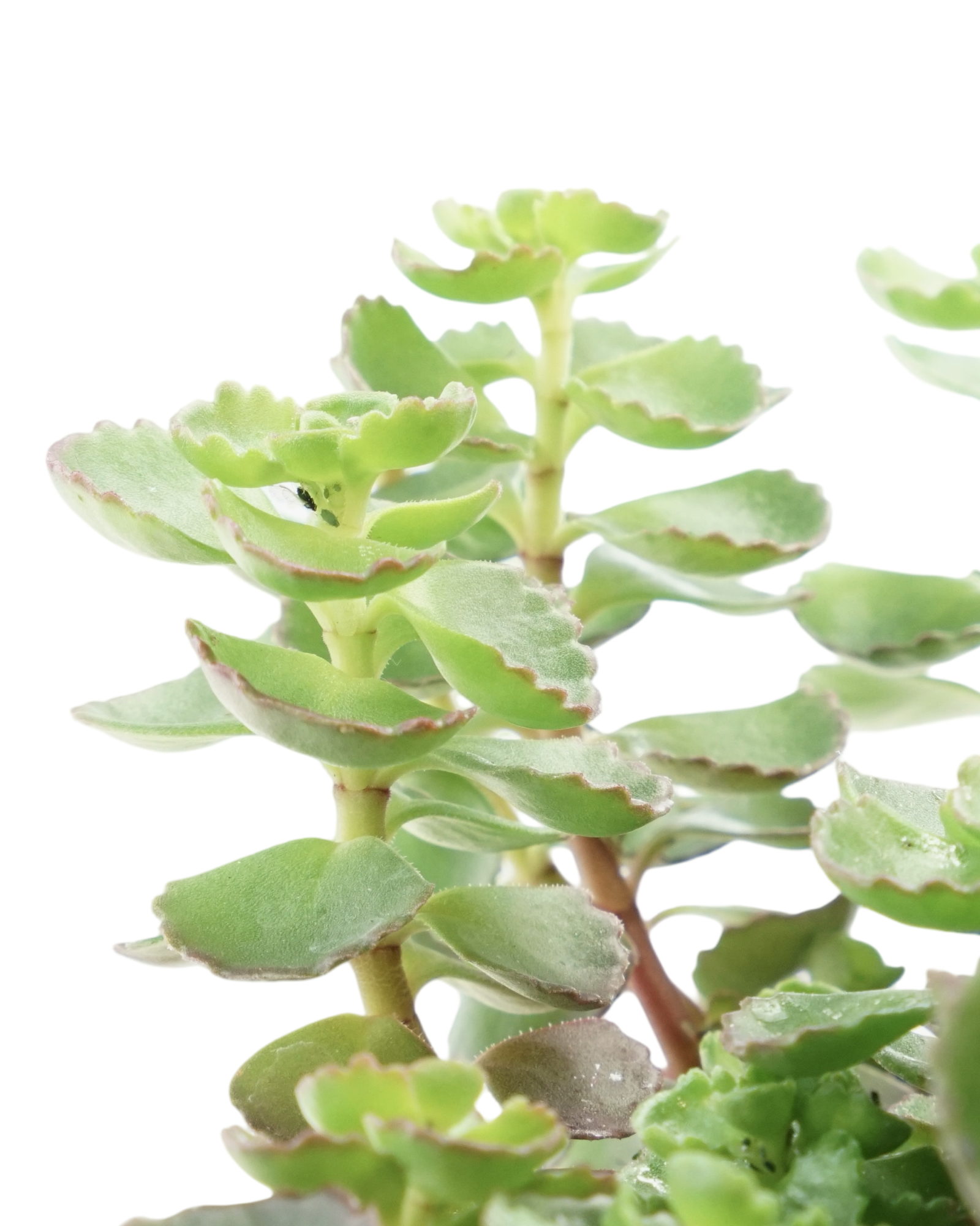 Sedum spurium 'Fuldaglut' - Perennials