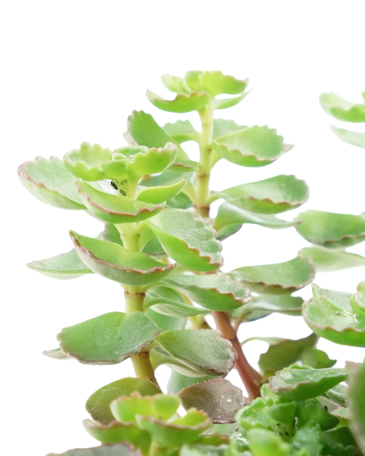 Sedum spurium 'Fuldaglut' - Perennials