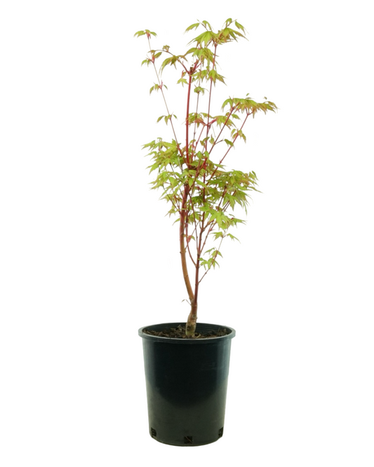 Acer palmatum 'Sango Kaku'