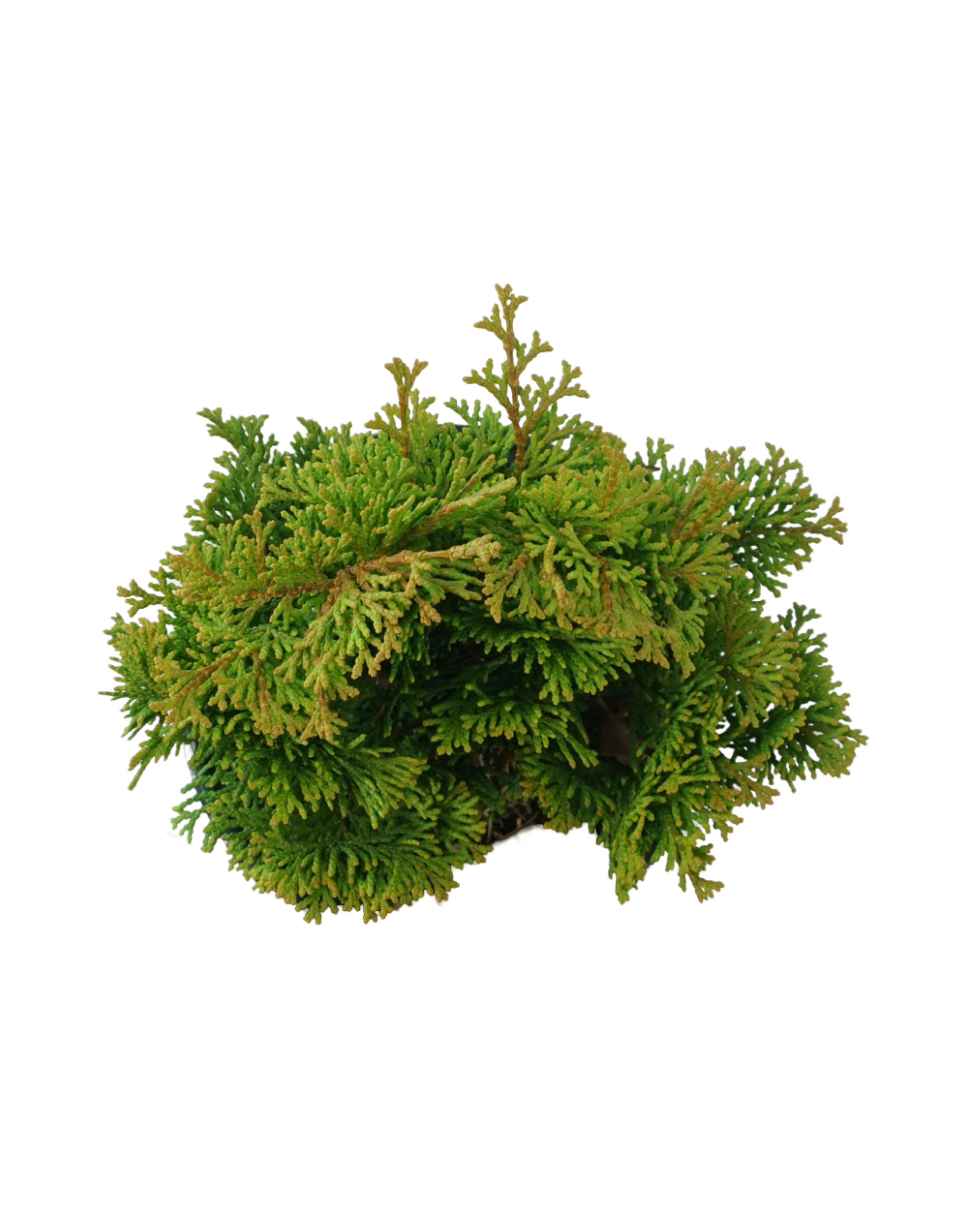 Chamaecyparis obtusa 'Tempelhof' Quart - Shrubs
