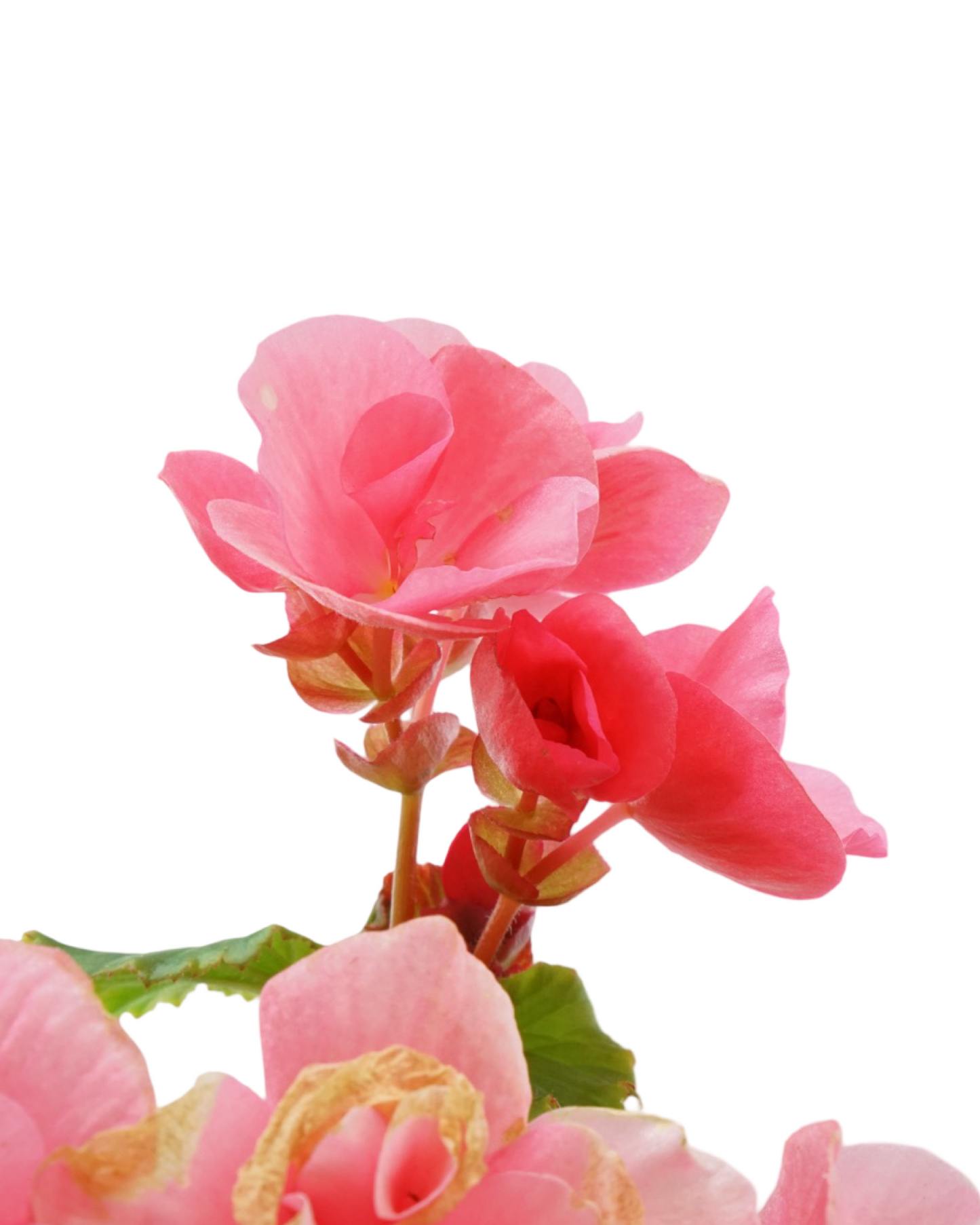 Solar Begonia