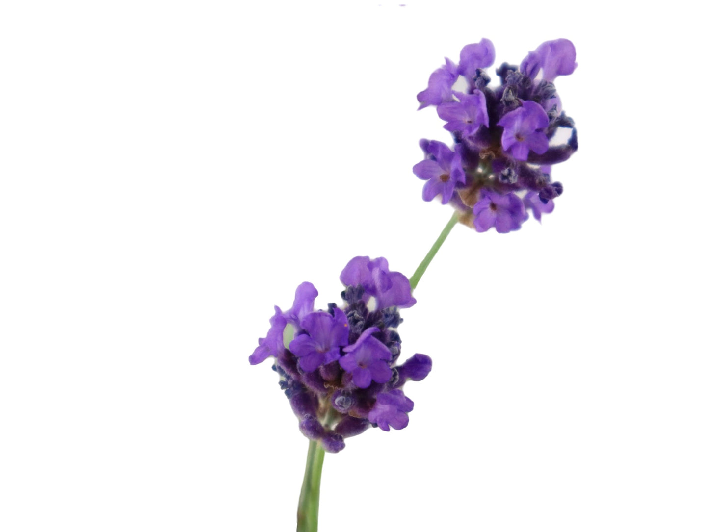 Lavandula 'Big Time Blue' - Herbs and Vegetables