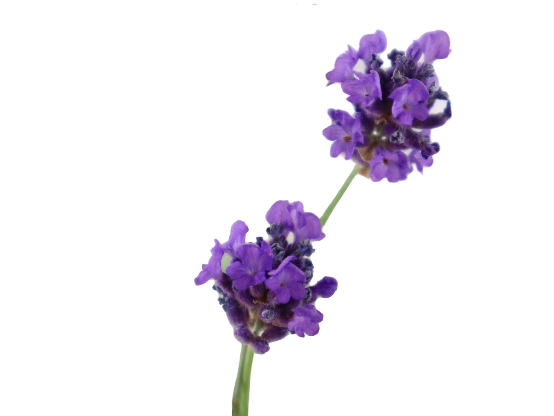 Lavandula 'Big Time Blue' - Herbs and Vegetables