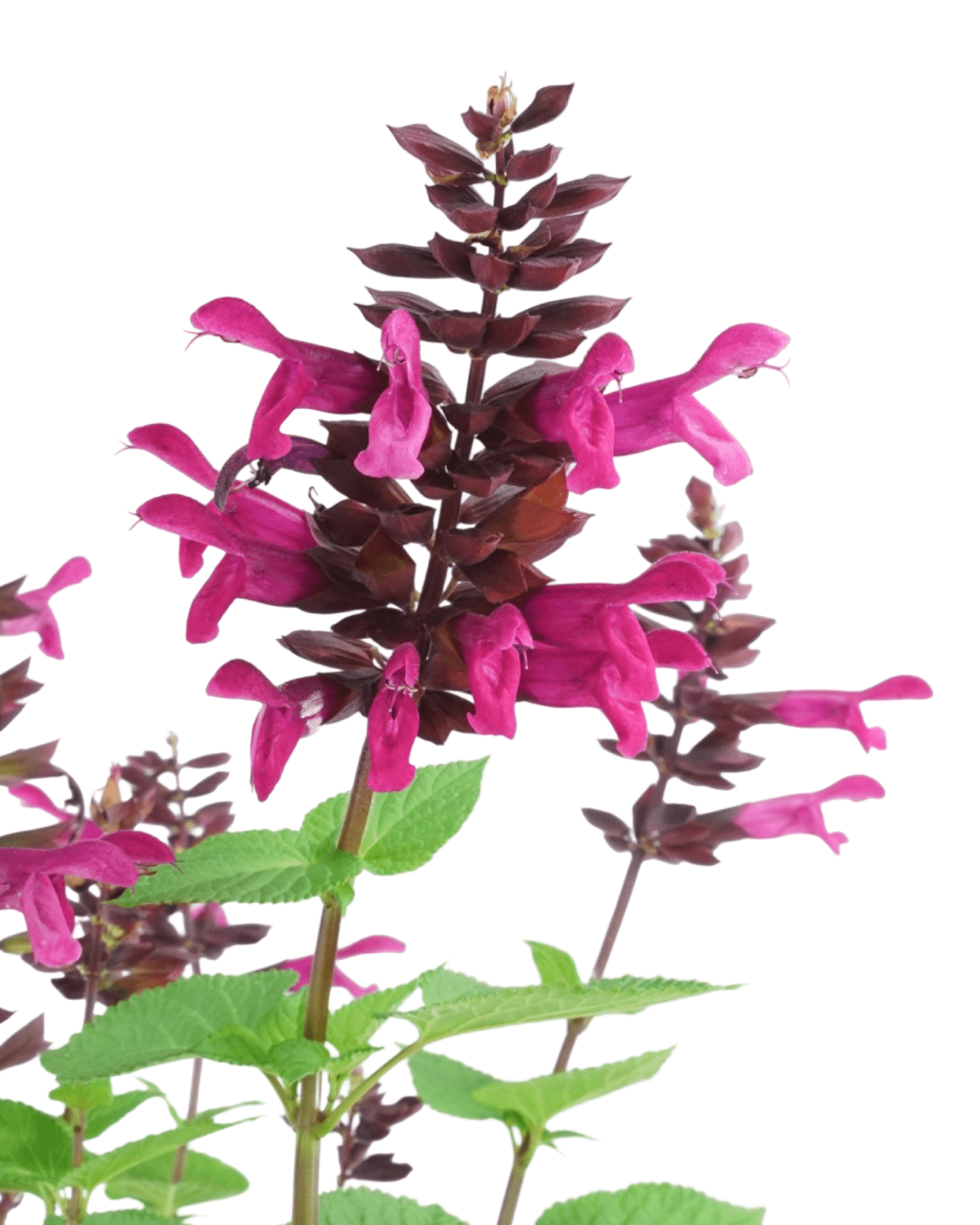 Salvia 'Rockin Fuchsia' - The Garden Corner
