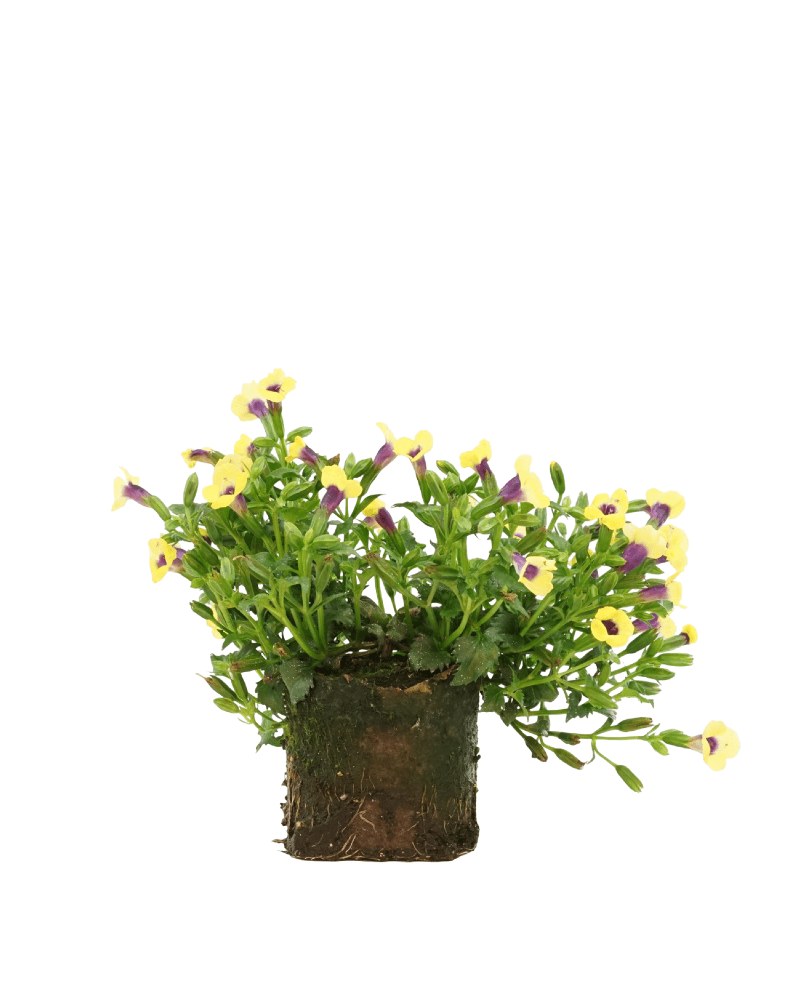 Torenia 'Catalina Gilded Grape' - The Garden Corner