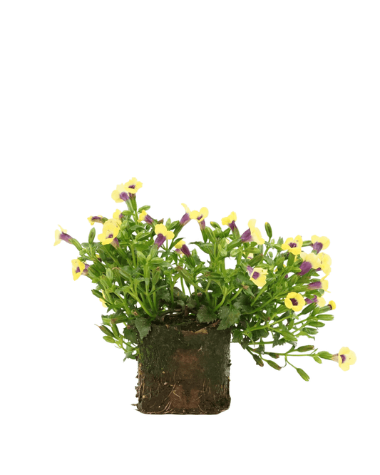 Torenia 'Catalina Gilded Grape' - The Garden Corner