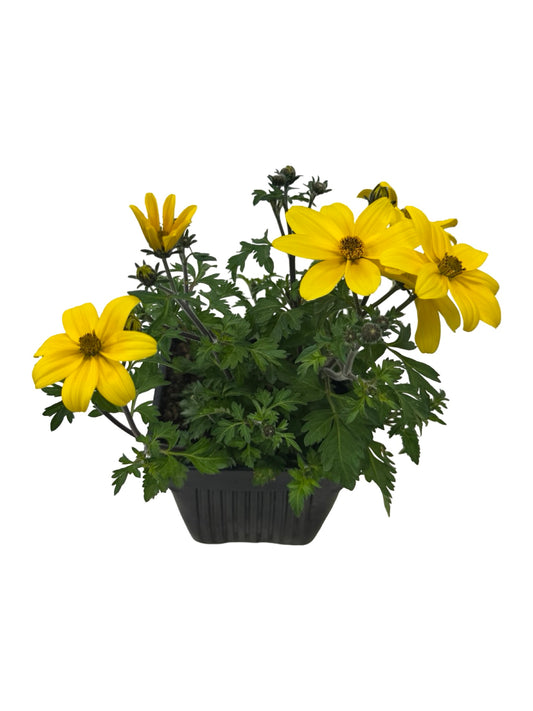 Bidens Namid™ 'Compact Yellow' - Annuals