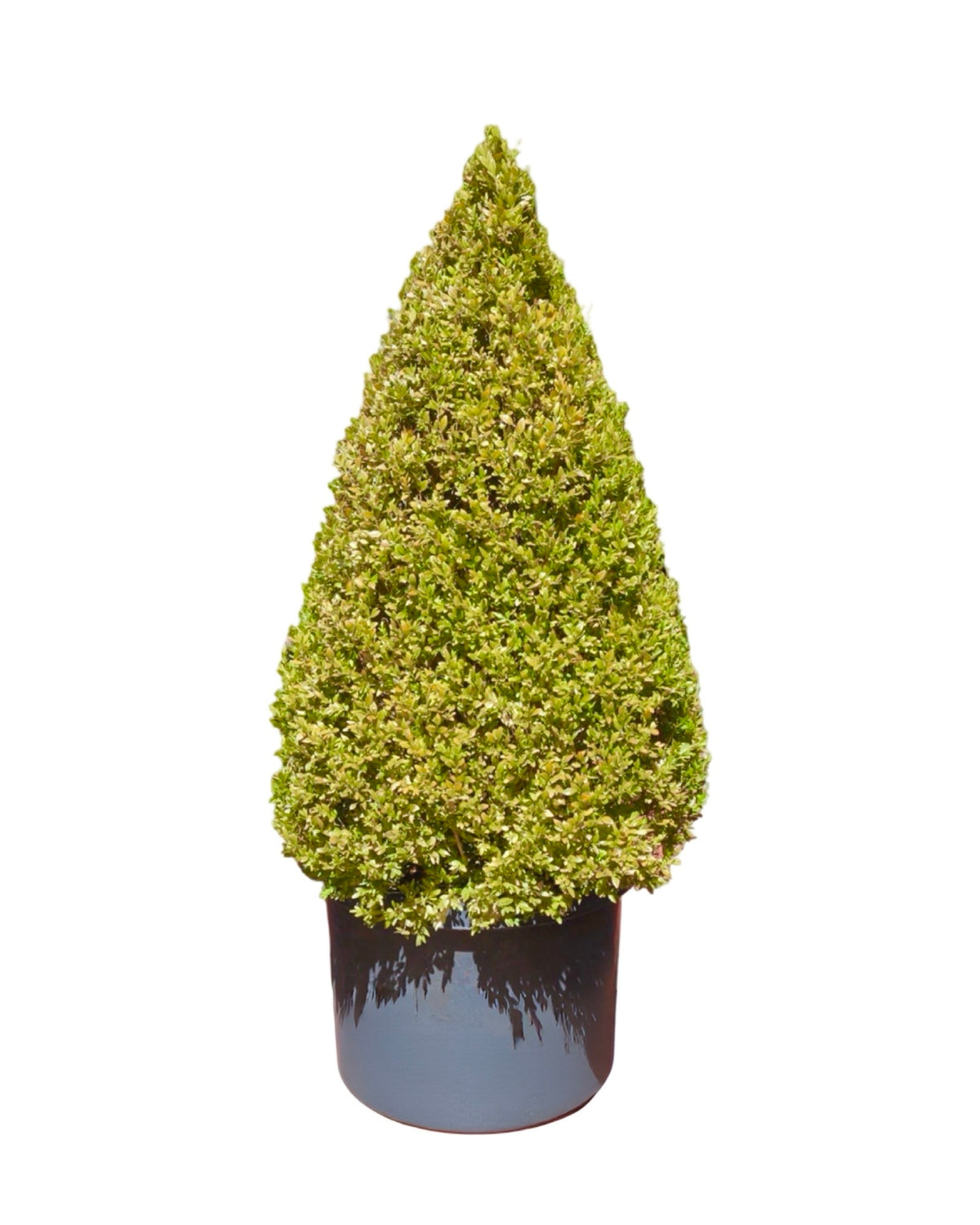 Carpinus betulus 'Fastigiata' Triangle Topiary 25 Gallon - Trees