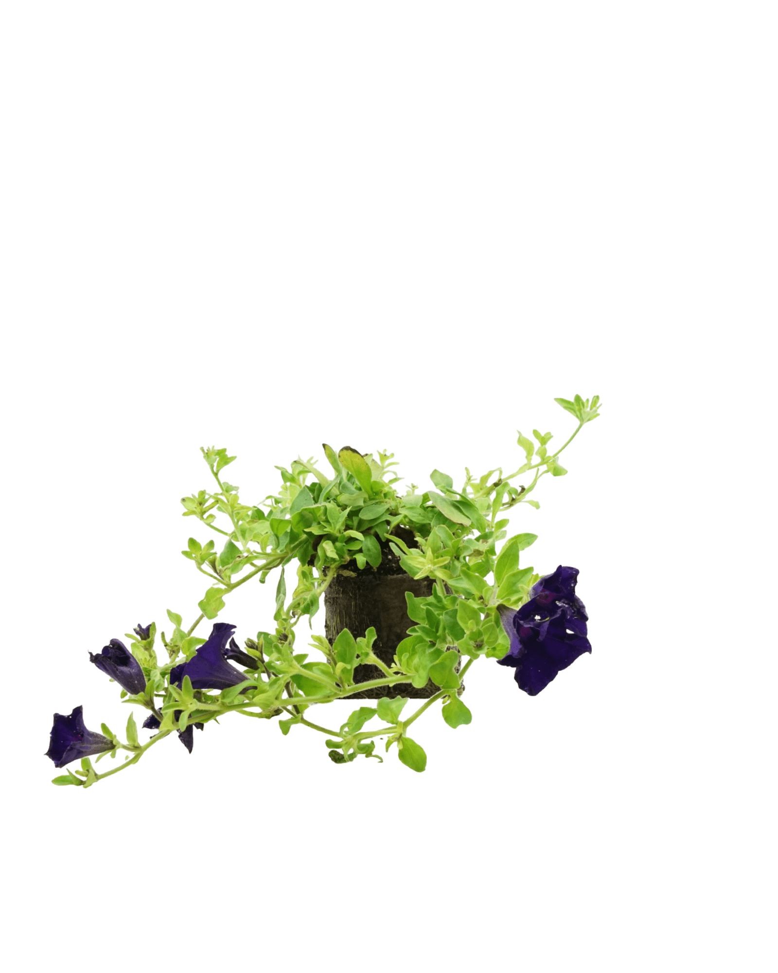 Petunia 'Surfinia Purple Majesty' - The Garden Corner