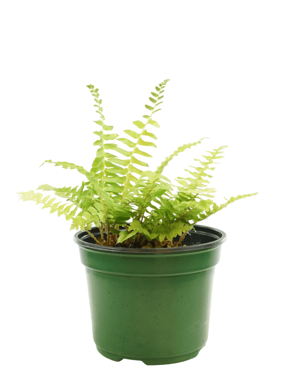 Polystichum munitum 'Western Sword Fern' - The Garden Corner