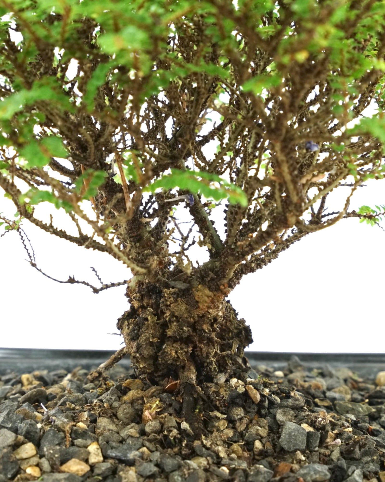 elm bonsai tree for sale Ulmus parvifolia 'Hokkaido' 8 Inch Ceramic – The Garden Corner
