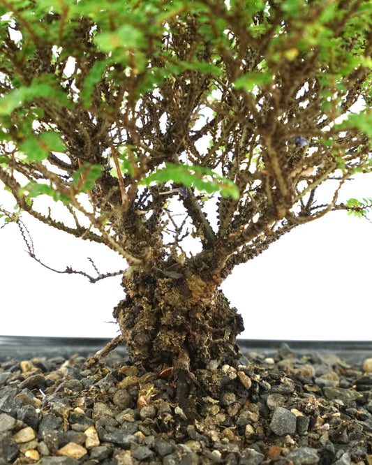 Ulmus parvifolia 'Hokkaido' 8 Inch Ceramic