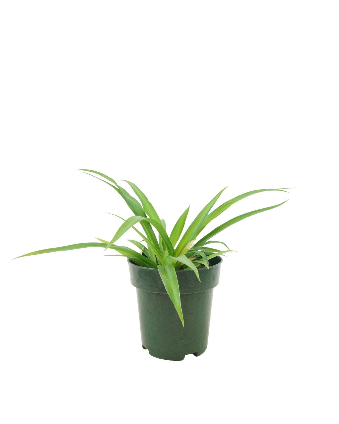 Chlorophytum Assorted - House Plants