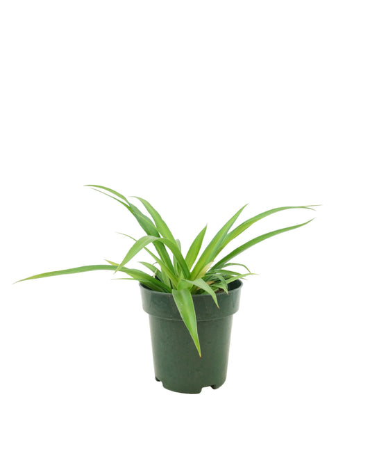 Chlorophytum Assorted - House Plants