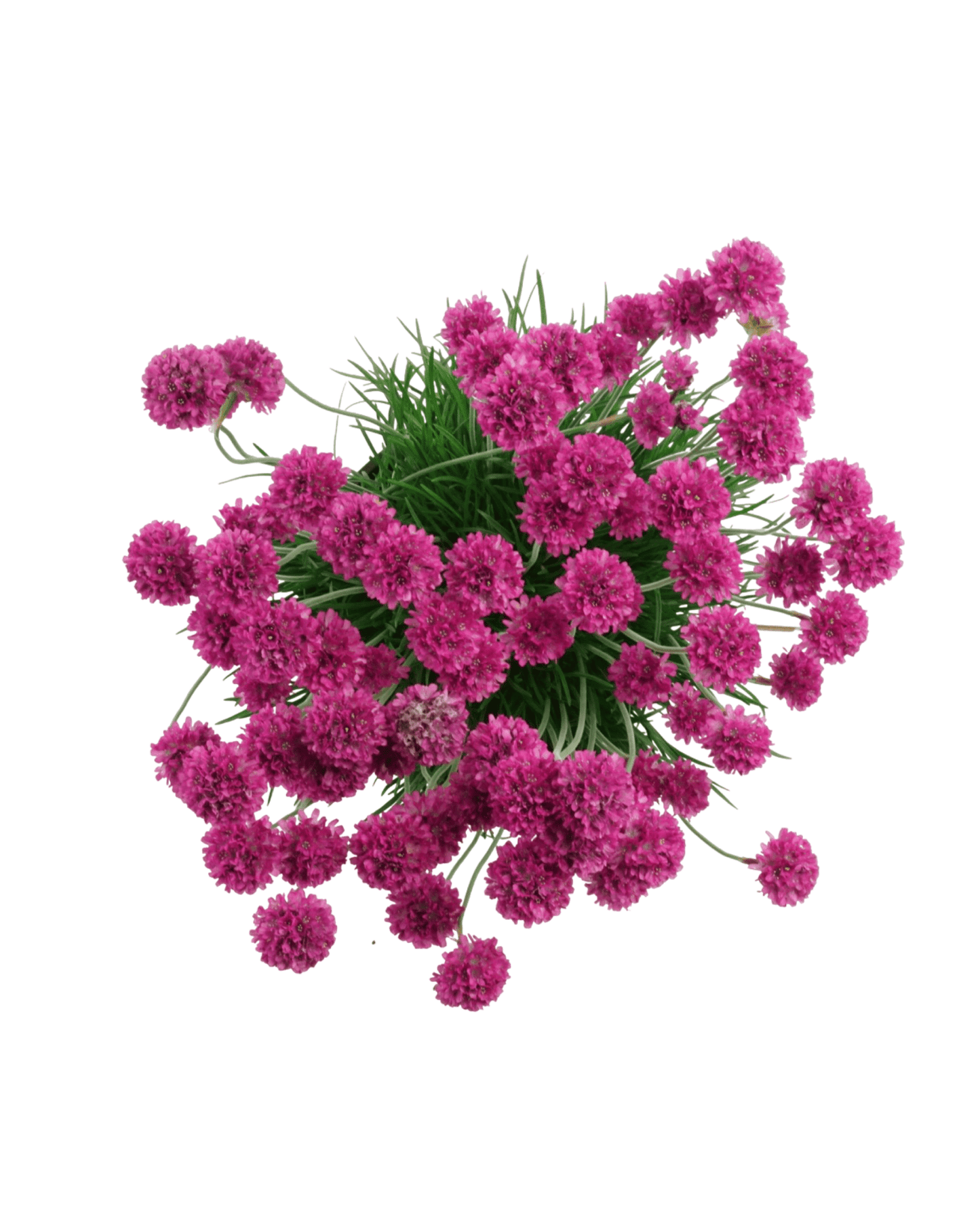 Armeria maritima 'Dusseldorf' - The Garden Corner