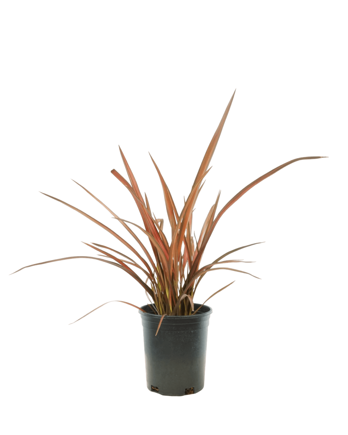 Phormium 'Evening Glow' - The Garden Corner