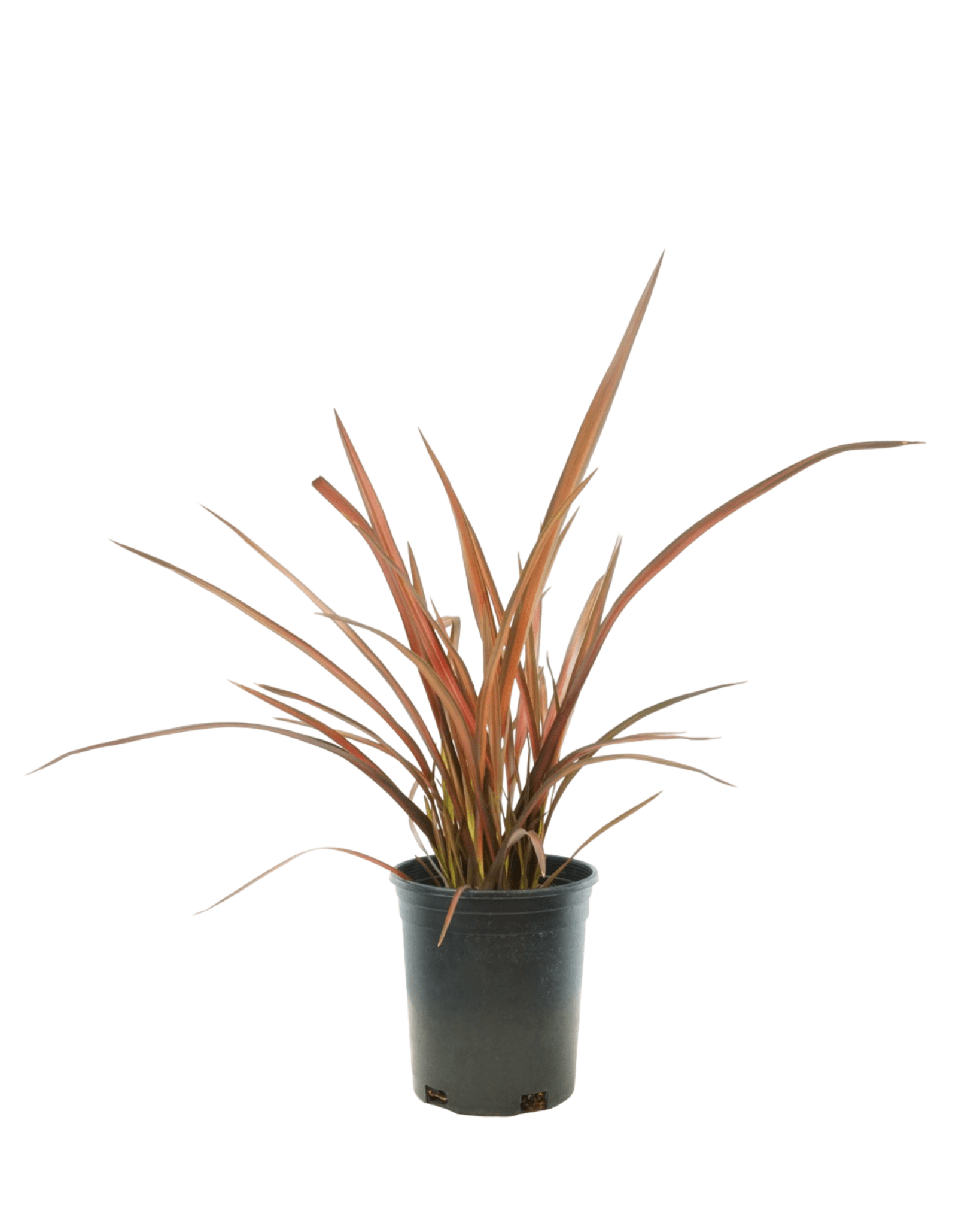 Phormium 'Evening Glow' - The Garden Corner