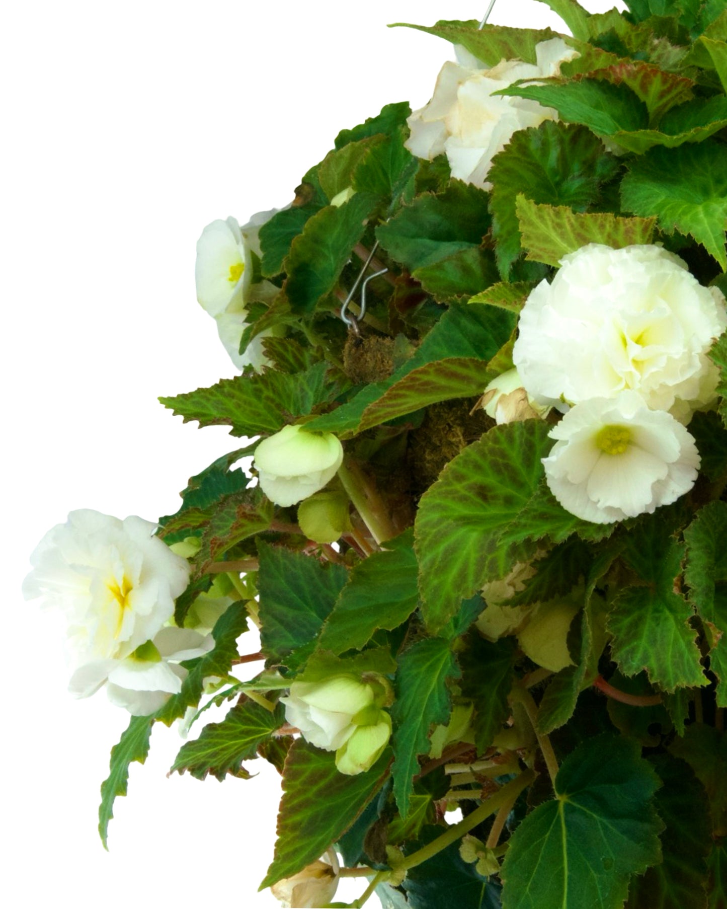 Moss Basket Nonstop Begonia