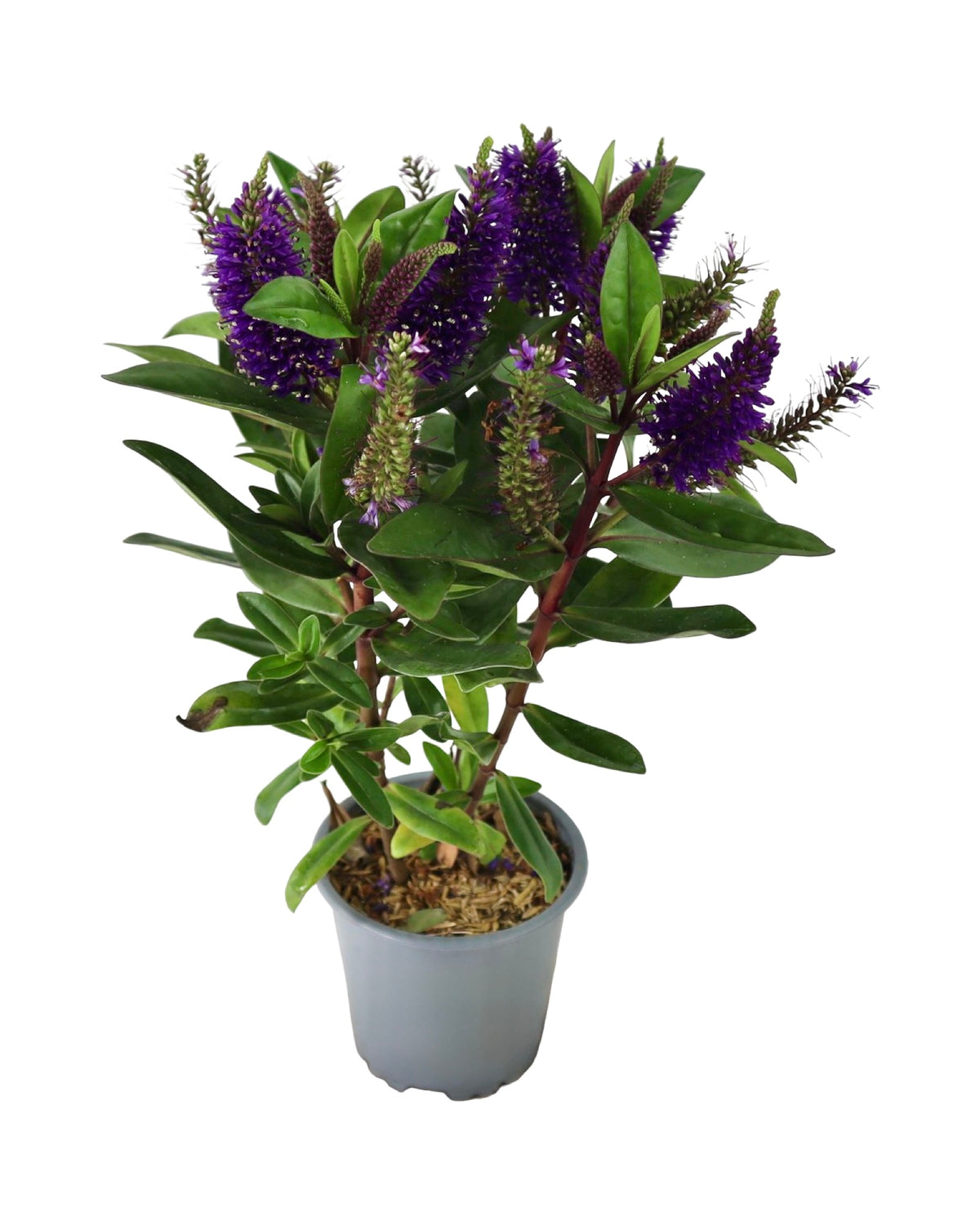 Hebe x hybrida Donna® 'Dark Purple' - Shrubs