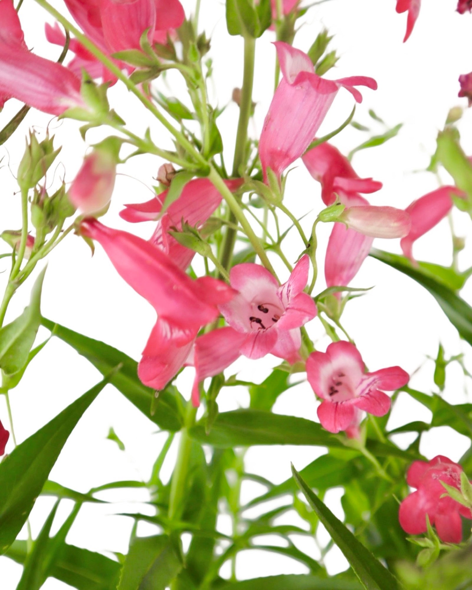 Penstemon Mountain Treats™ Rose - Perennials