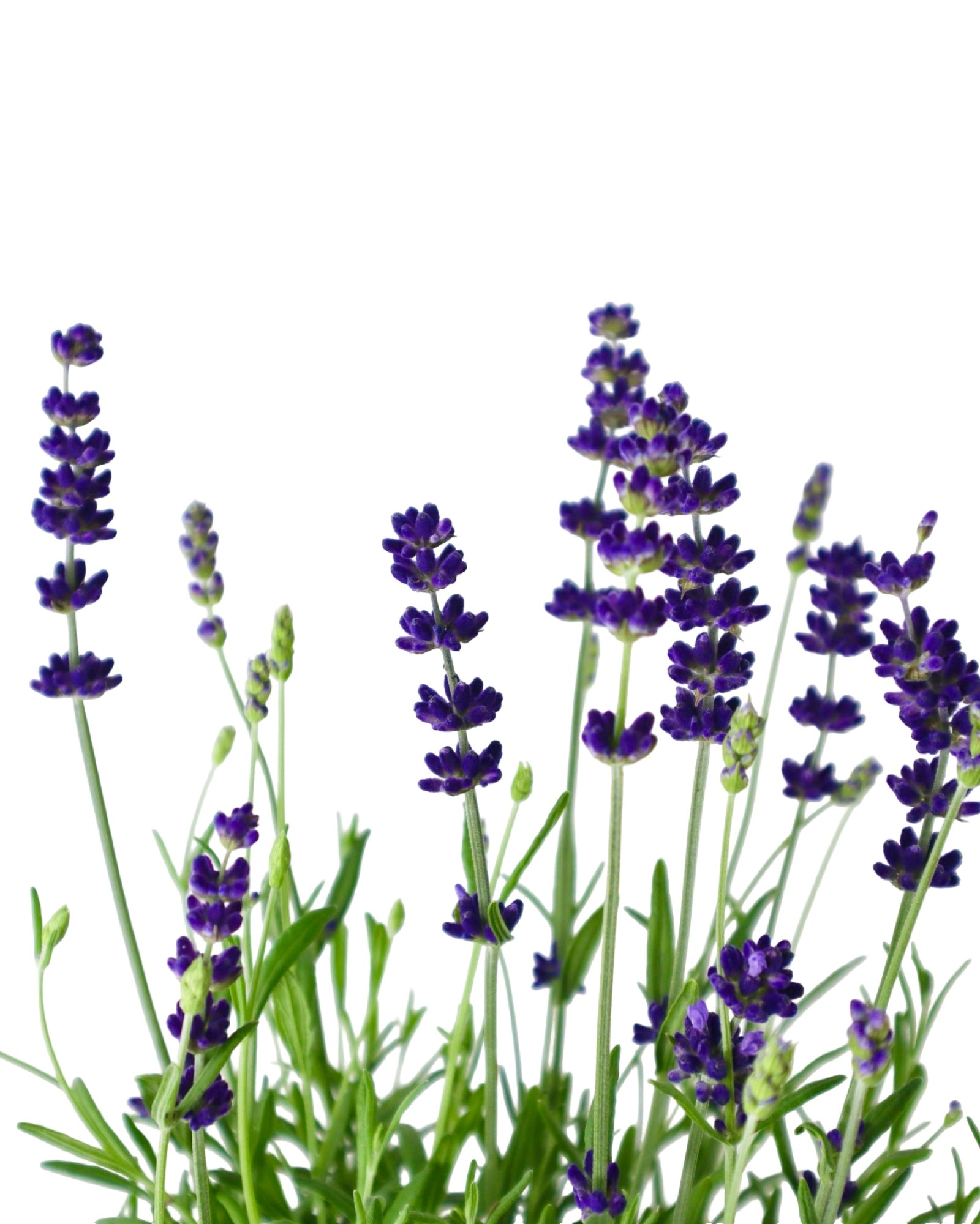 Lavandula angustifolia 'Hidcote Blue' - Herbs and Vegetables
