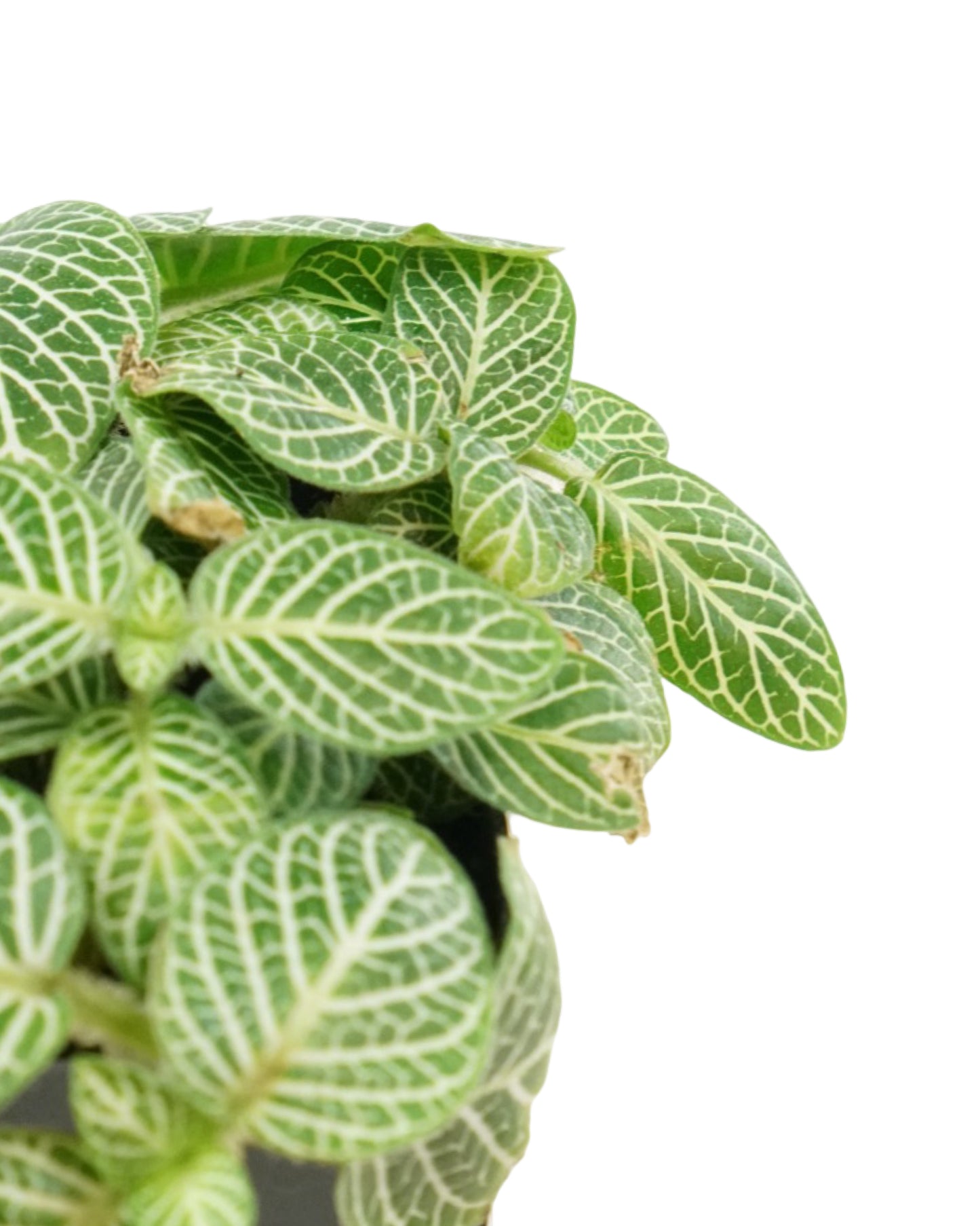 Fittonia verschaffeltii 'White Vein' - House Plants