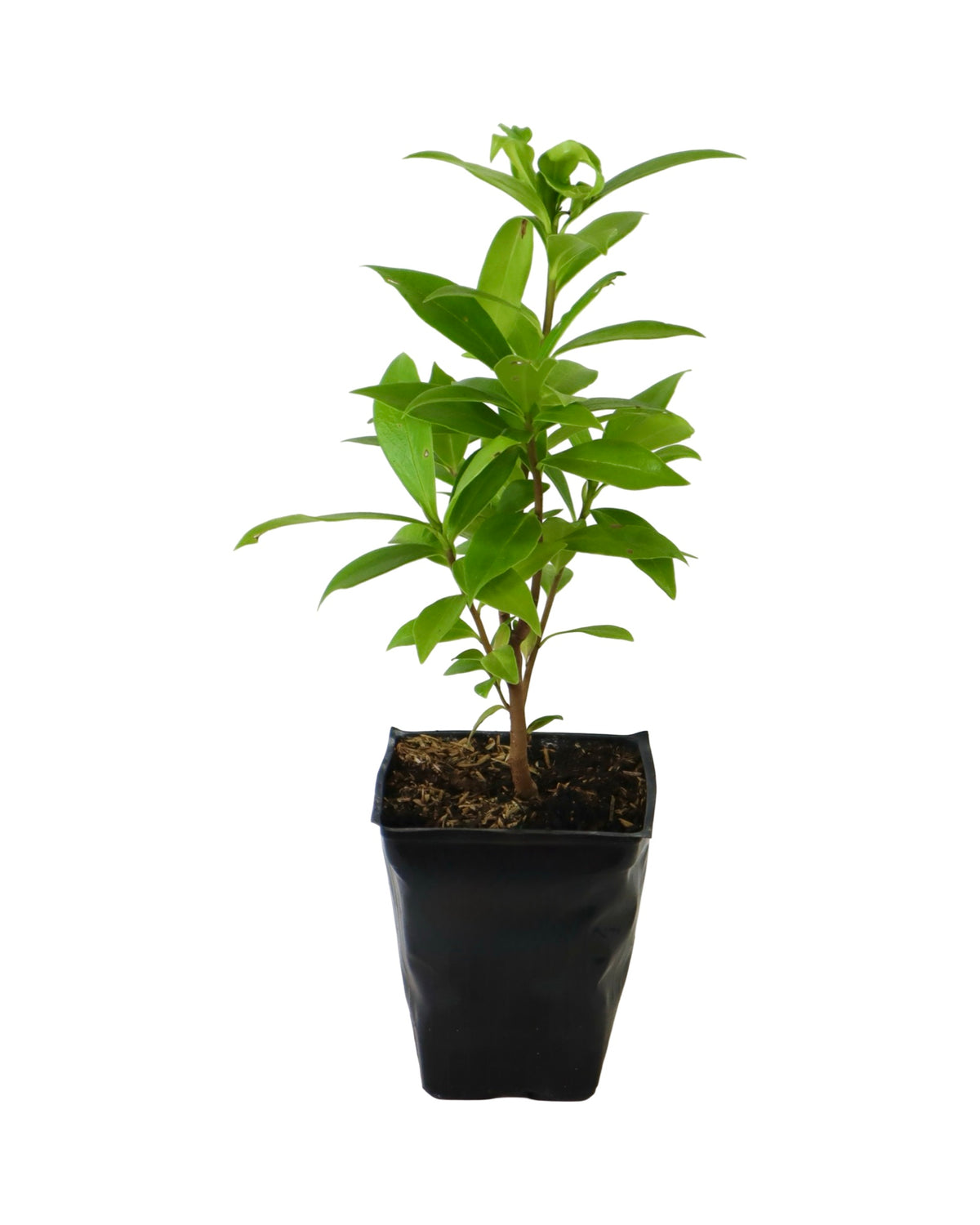 Daphne 'Perfume Princess' - Shrubs