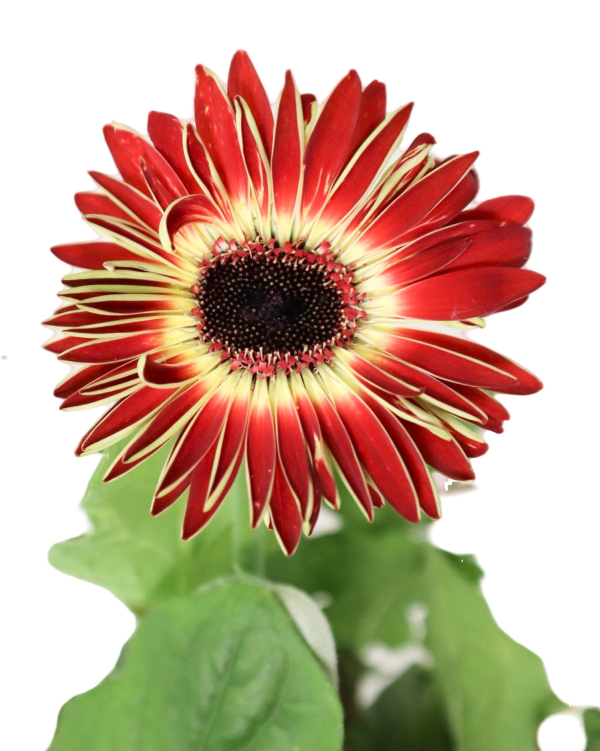 Gerbera Assorted - Annuals