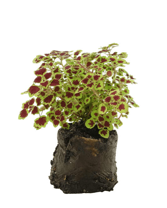 Coleus 'Great Falls Niagara' - The Garden Corner