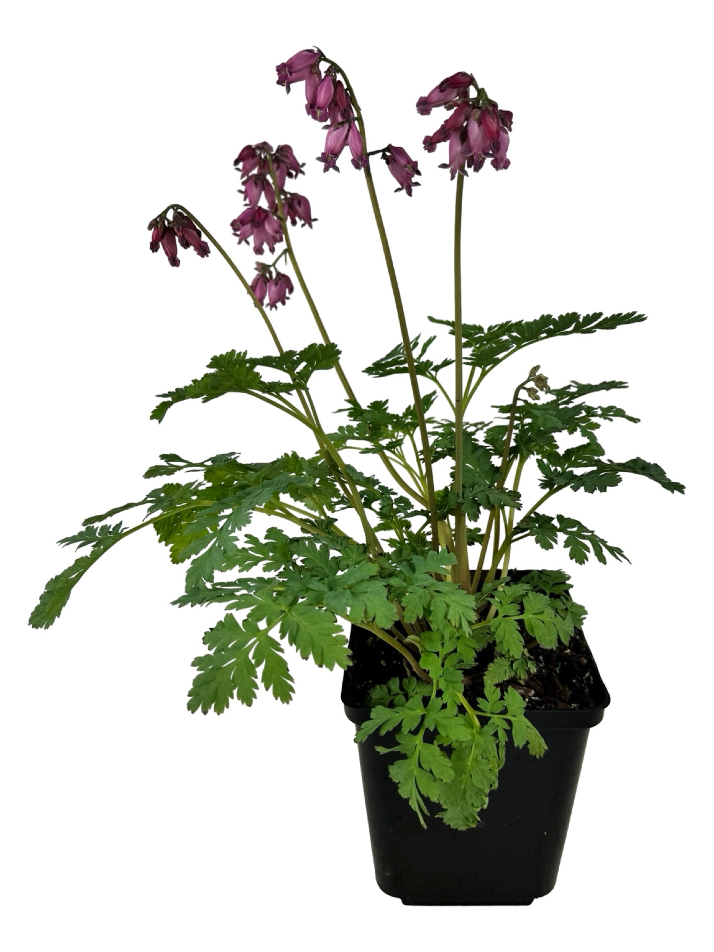 Dicentra formosa 'Luxuriant' - Perennials