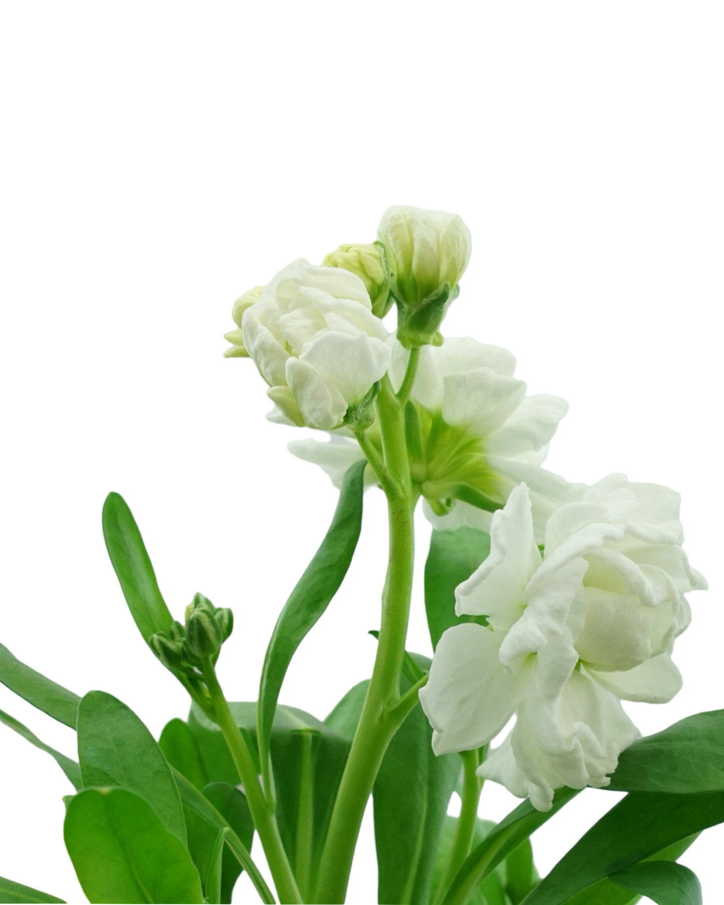 Stock Harmony Mix - Annuals