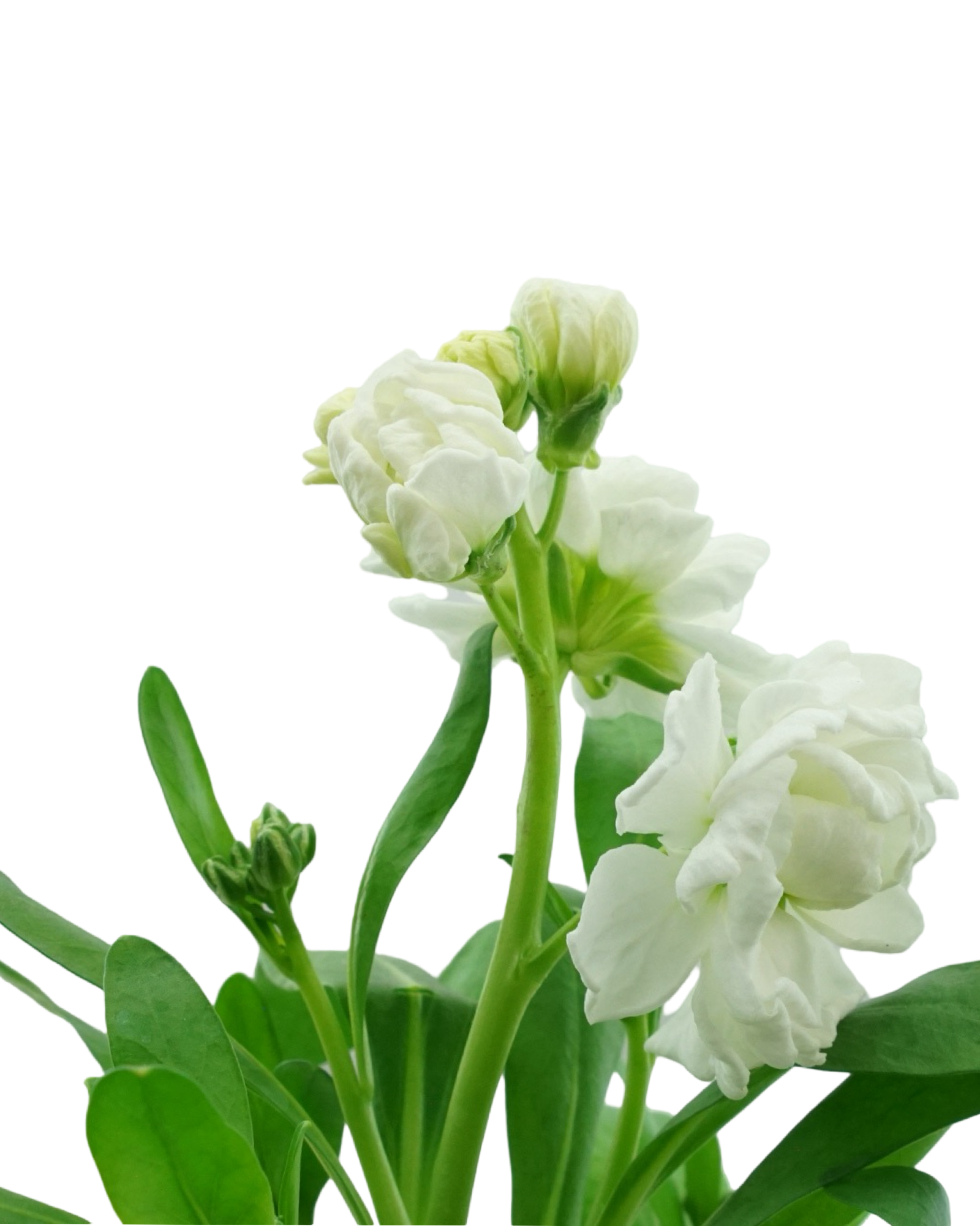 Stock Harmony Mix - Annuals