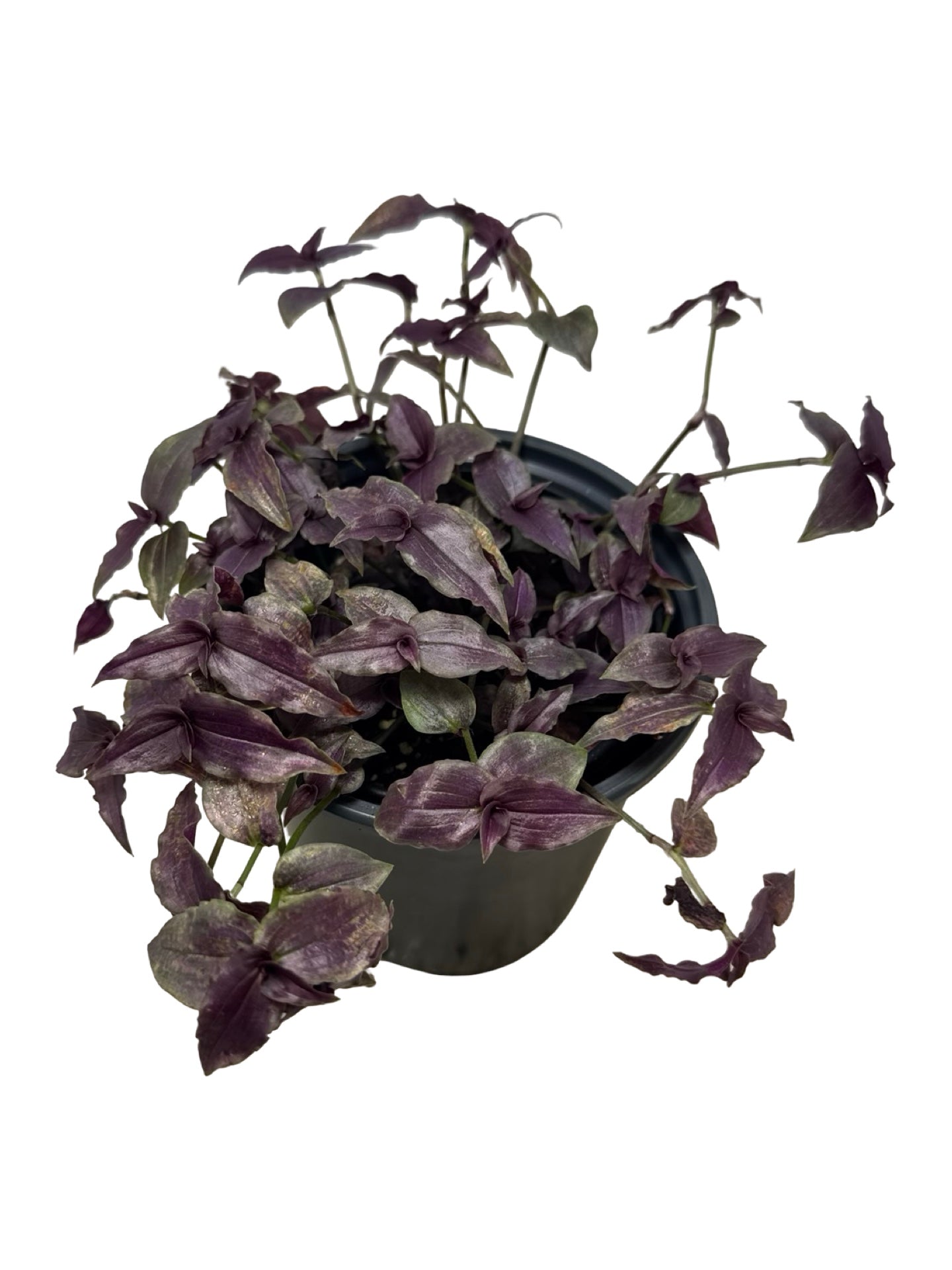 Gibasis geniculata - House Plants