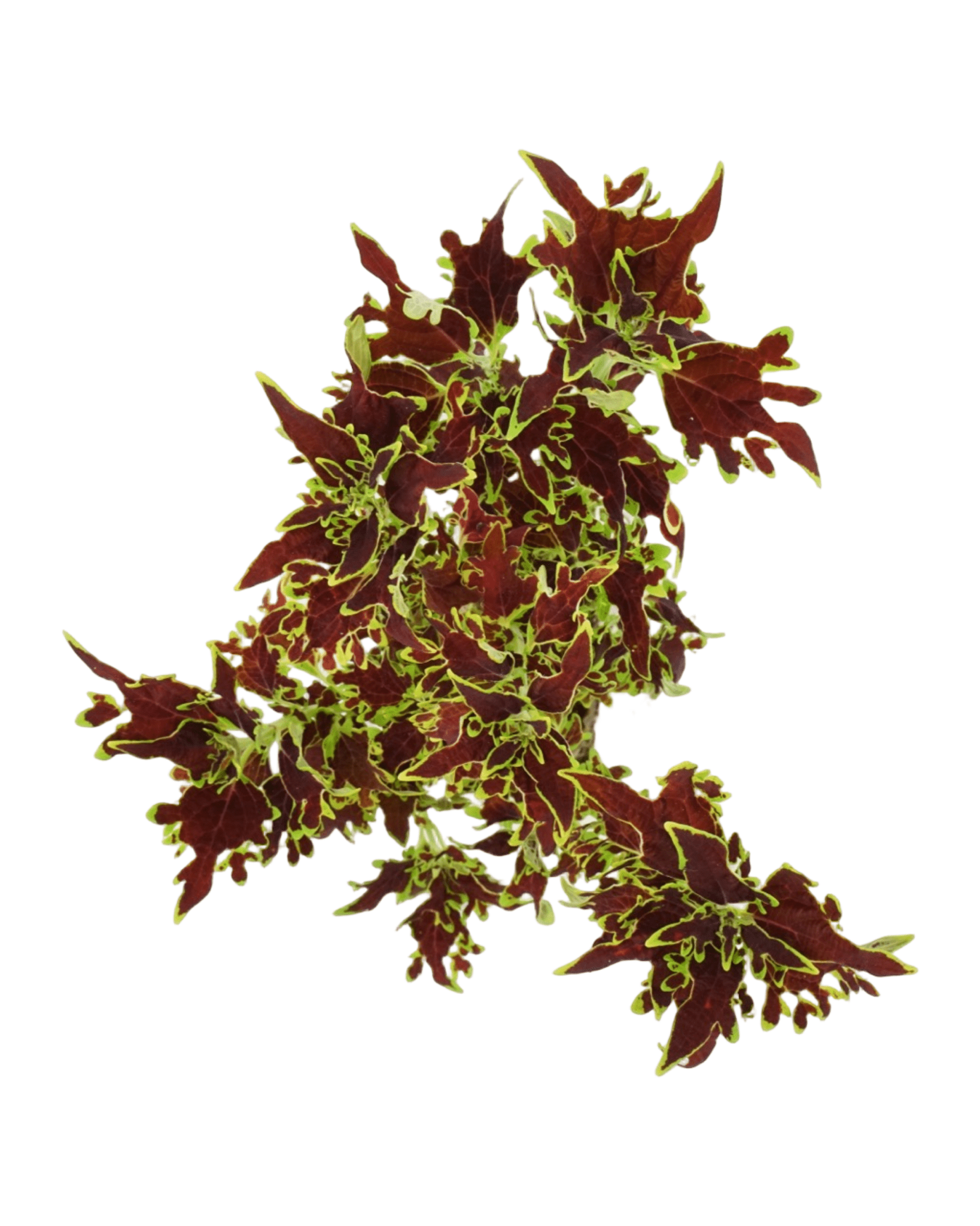 Coleus 'Limewire' - The Garden Corner