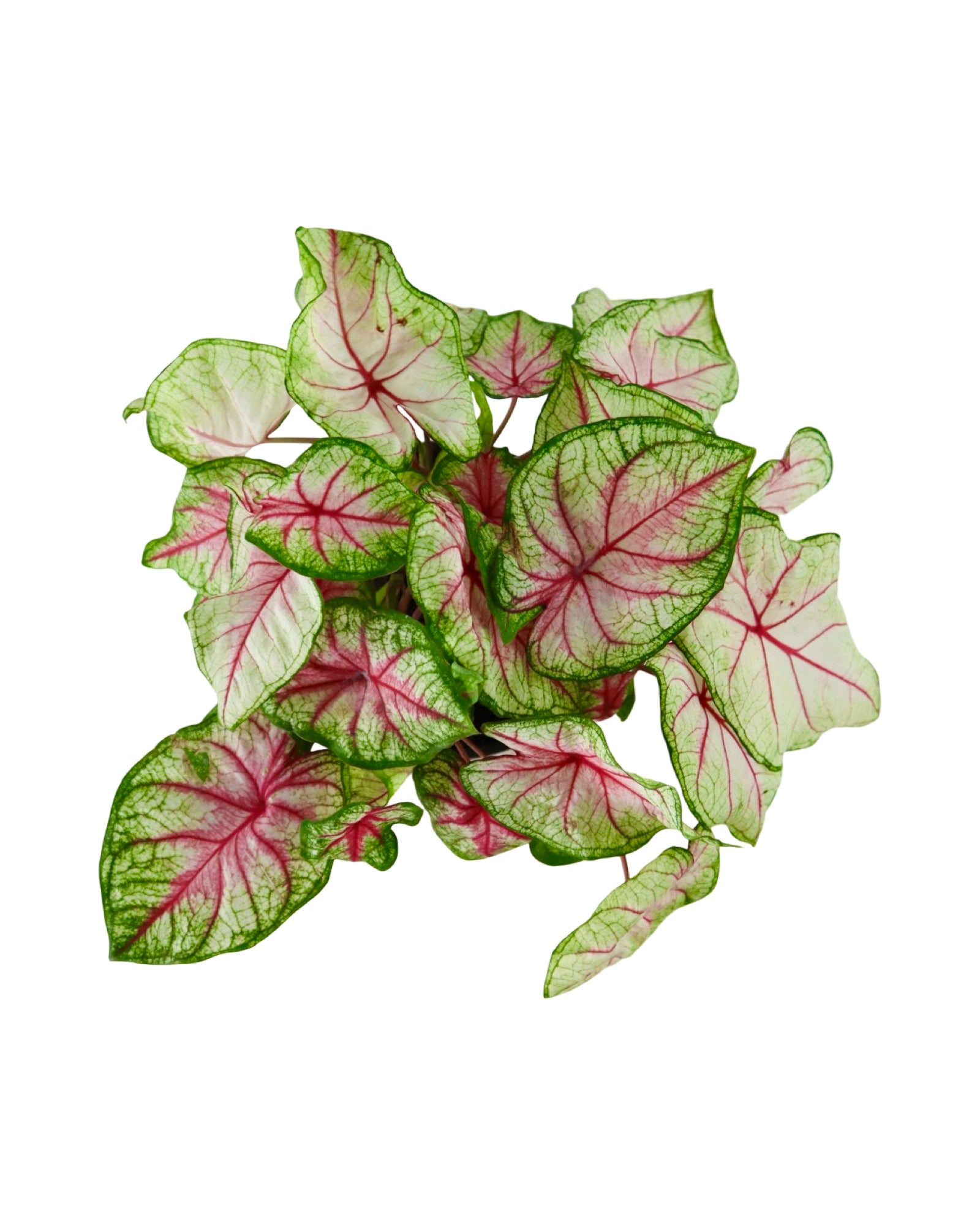 Caladium 'Summer Breeze' - House Plants