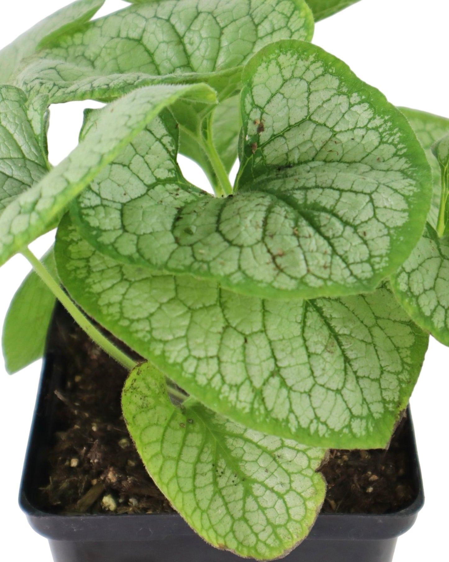 Brunnera macrophylla 'Silver Heart' - Perennials