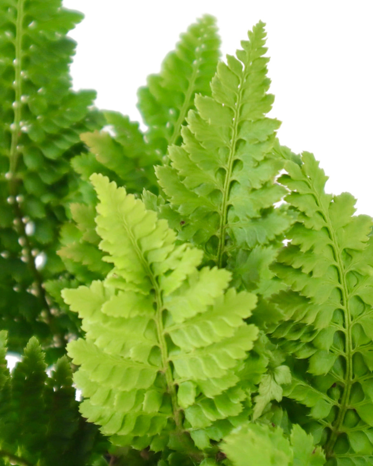 Polystichum setiferum 'Congestum' - Perennials