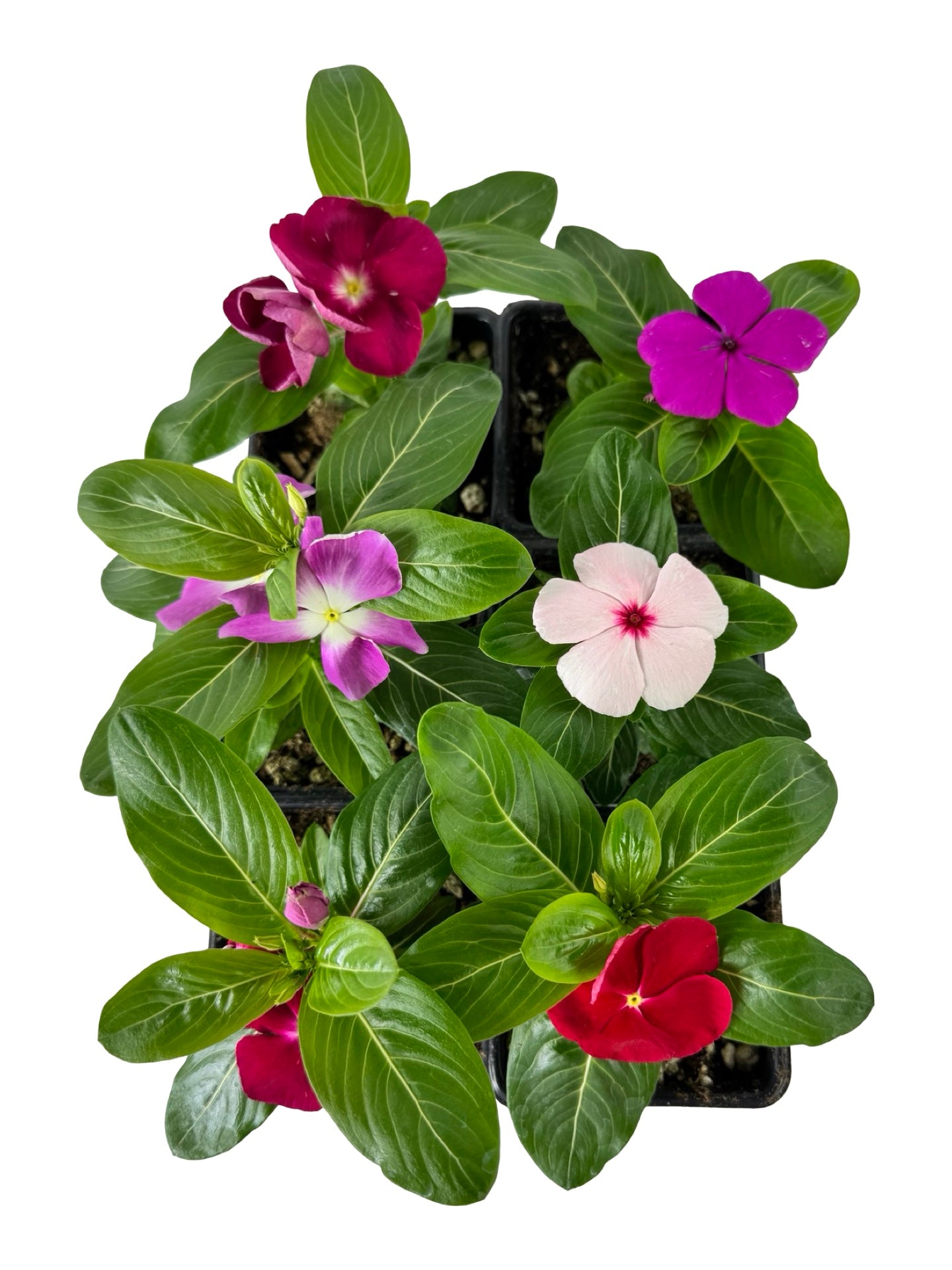 Catharanthus roseus 'Mega Bloom Mix' - Annuals