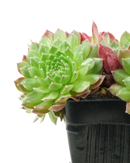 Sempervivum 'Hester'