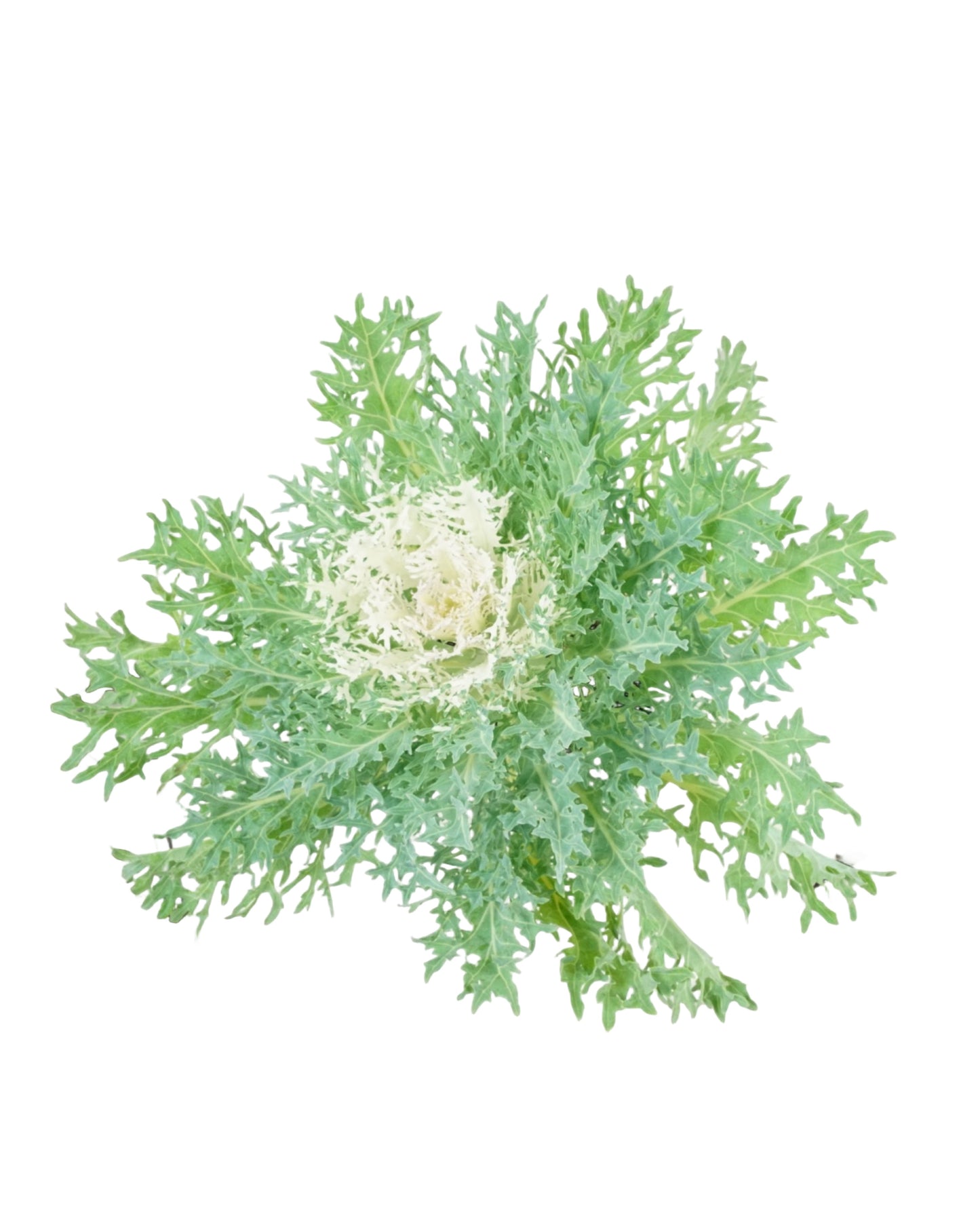 Kale 'Peacock White'